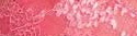 1778-color-begonia